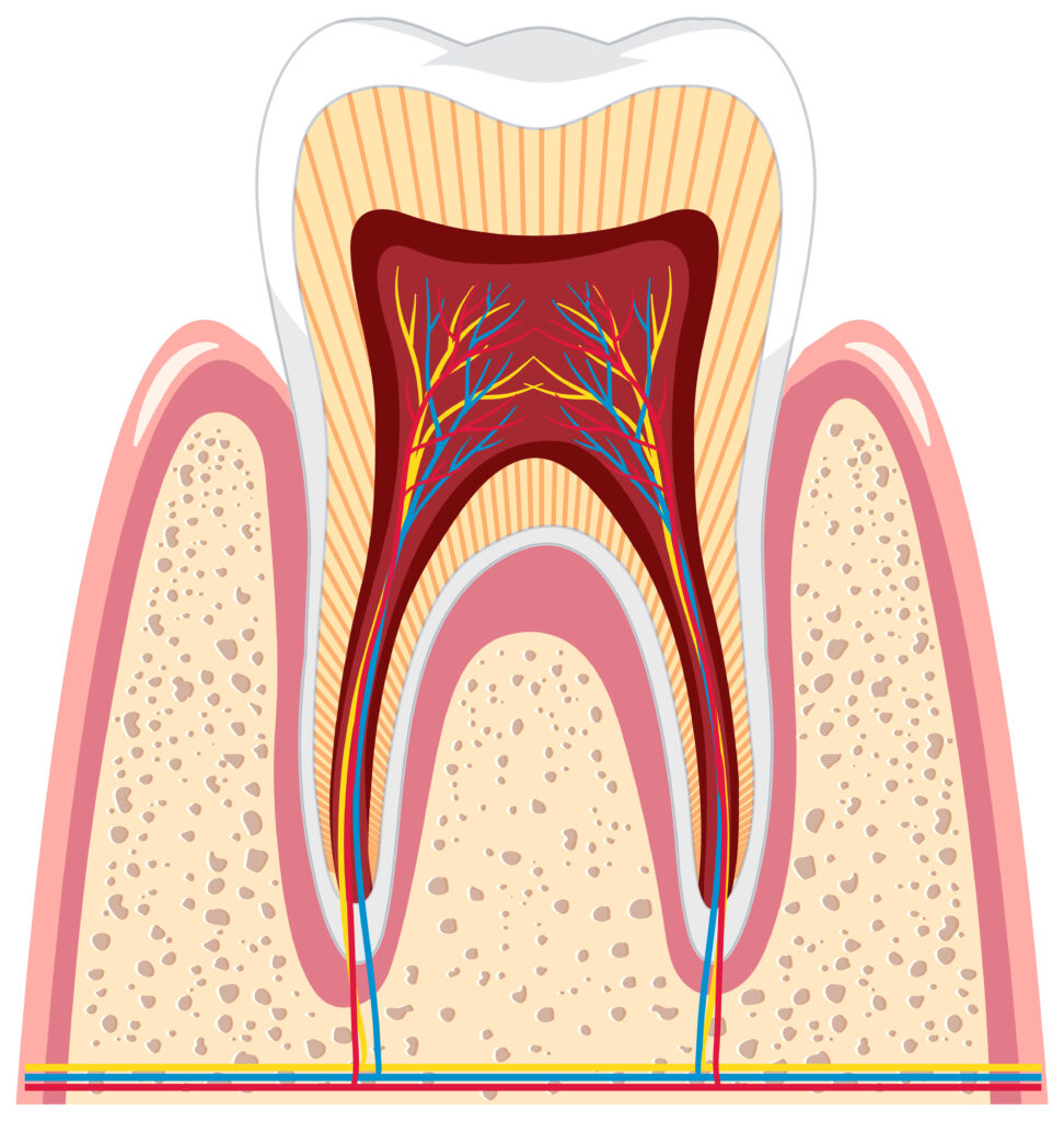 Struttura del dente.